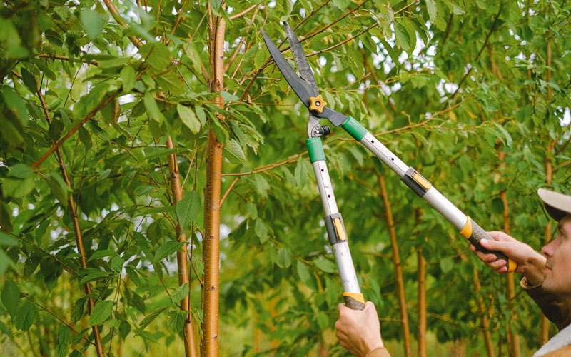 Tree trimming in Arvada, WY